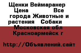 Щенки Веймаранер › Цена ­ 40 000 - Все города Животные и растения » Собаки   . Московская обл.,Красноармейск г.